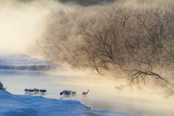 2月 冬の寒さ雪裡川のタンチョウ 北海道