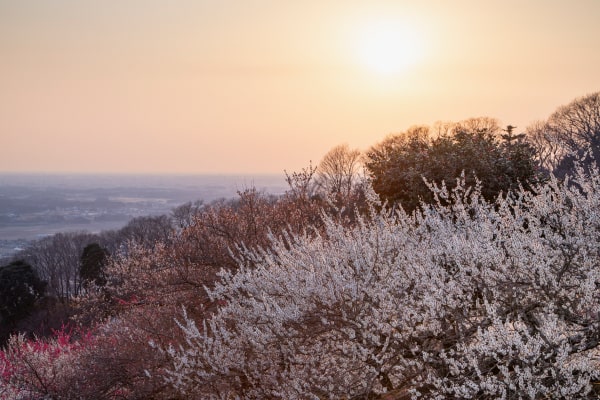 3月 梅の香筑波山梅林 茨城県