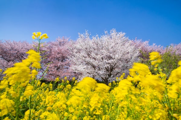 4月 春風権現堂桜堤 埼玉県